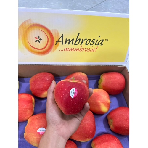 Ambrosia canada - s24