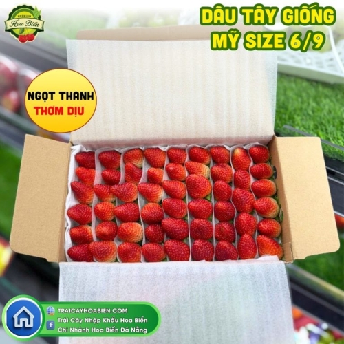 DÂU TÂY GIỐNG MỸ SIZE 6/9