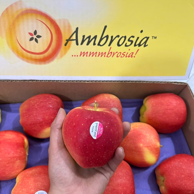 Ambrosia canada - s24