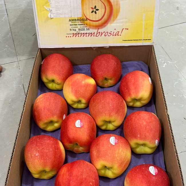 Ambrosia canada - s24