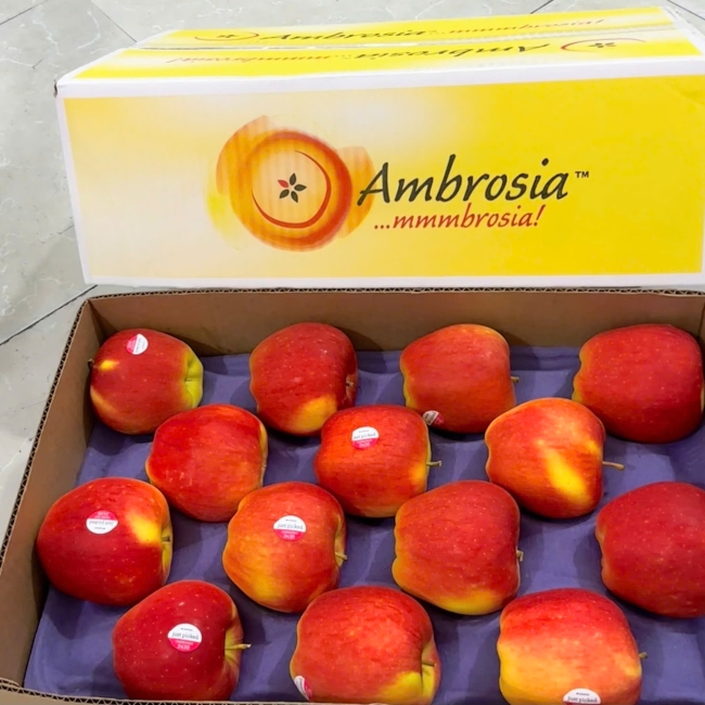 Ambrosia canada - s24